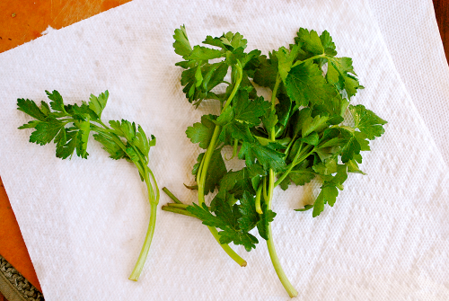 Fresh Italian Parsley Garlic Stuffed Mushrooms recipe and images by Lacey Baier, a sweet pea chef