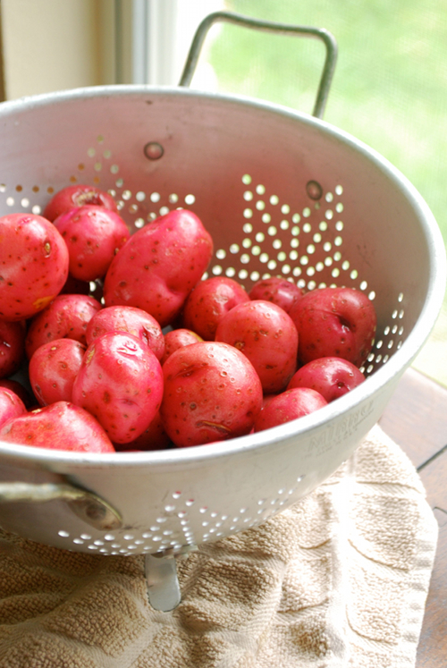 Baby Red Potatoes Sautéed Baby Red Potatoes recipe and images by Lacey Baier, a sweet pea chef
