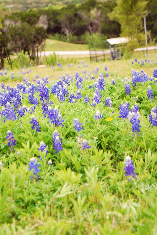 Oh, the Blue Bonnets! by Lacey Baier, a sweet pea chef